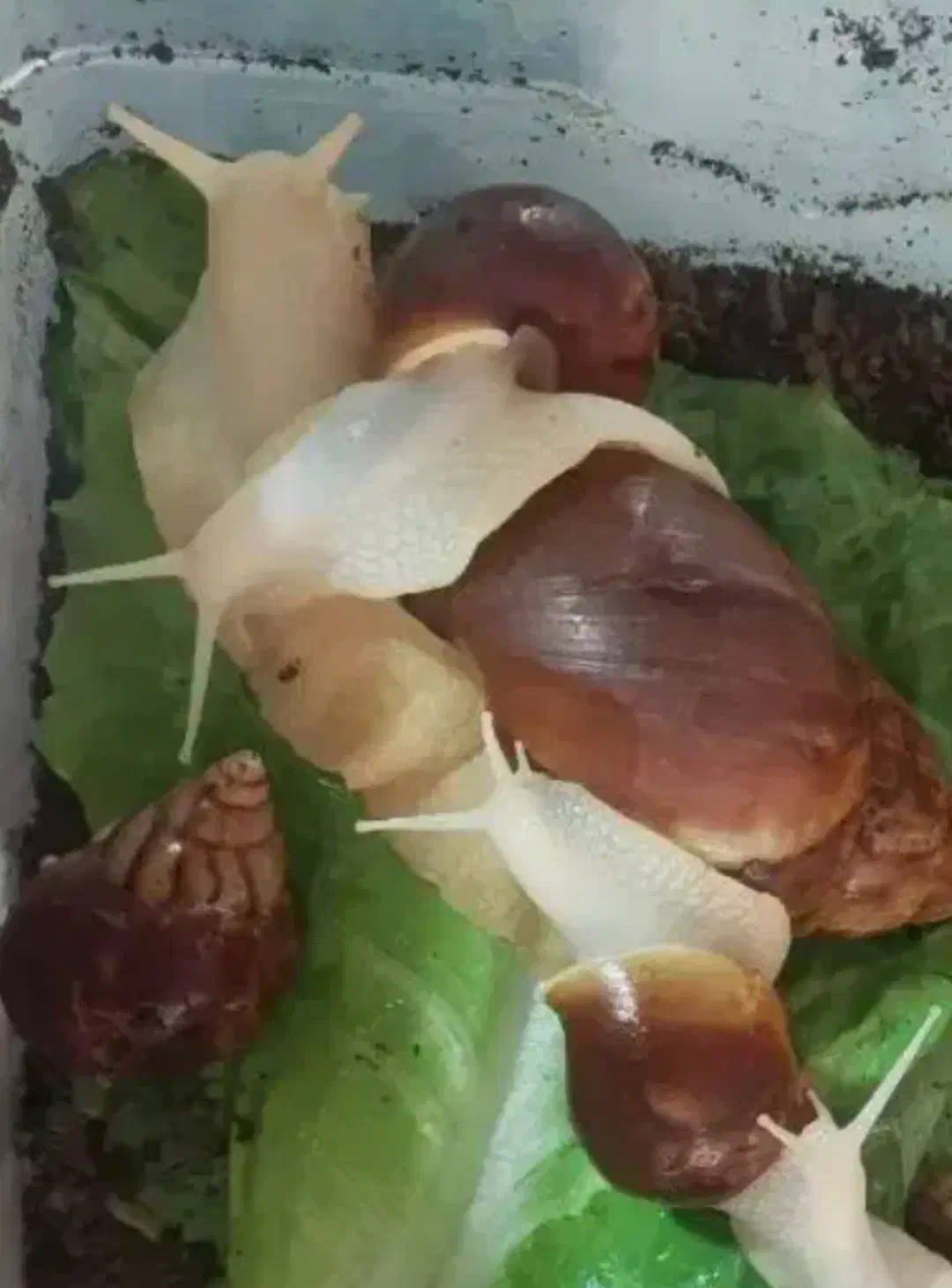 .حلزون آچاتینا.|خزنده|رودهن, |دیوار