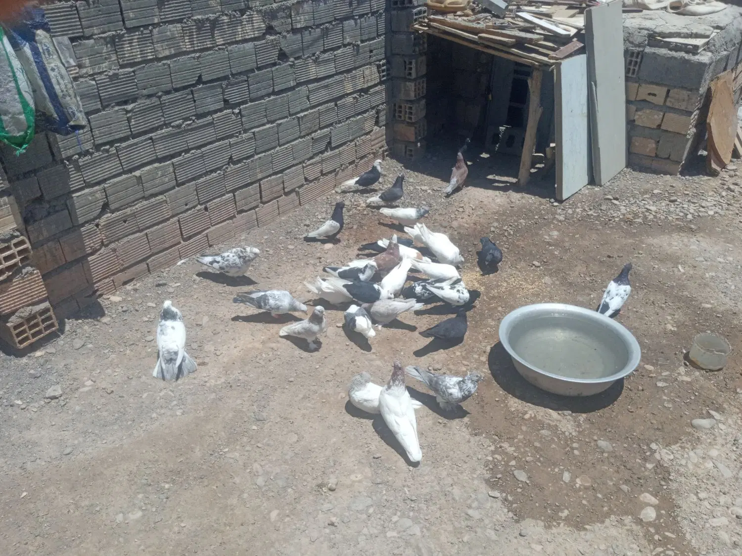 کفتر|پرنده|بم, |دیوار