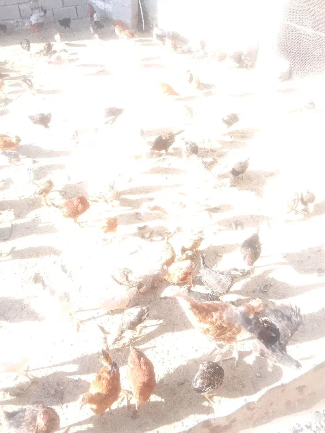 جوجه های بزرگ|حیوانات مزرعه|صحنه, |دیوار