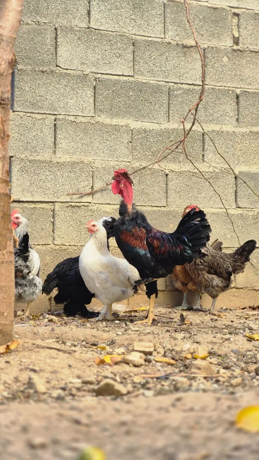 خروس|حیوانات مزرعه|اهر, |دیوار