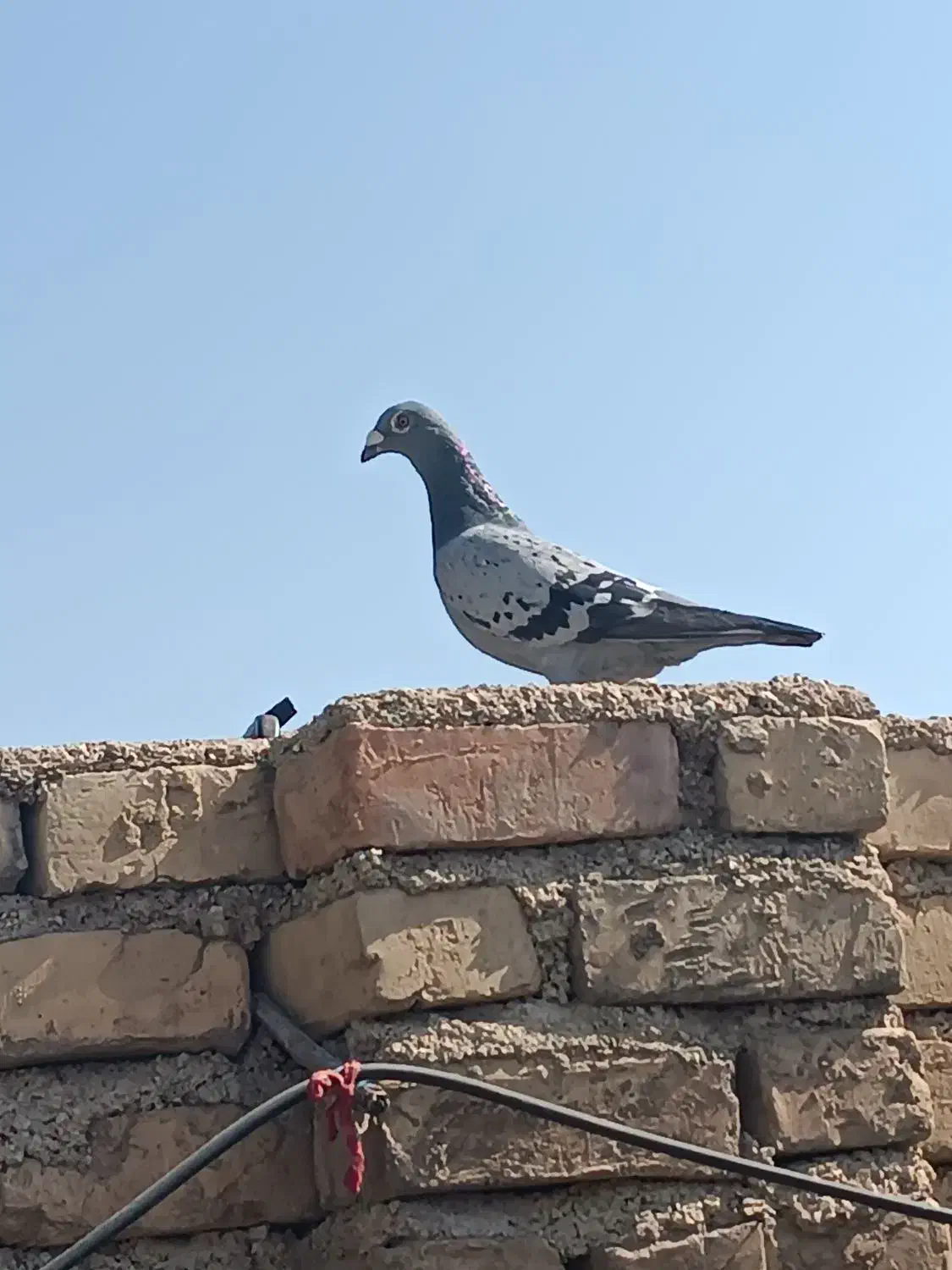 4عدد کبوتر معاوضه با عروس هلندی و مرغ عشق|پرنده|فیروزآباد (فارس), |دیوار