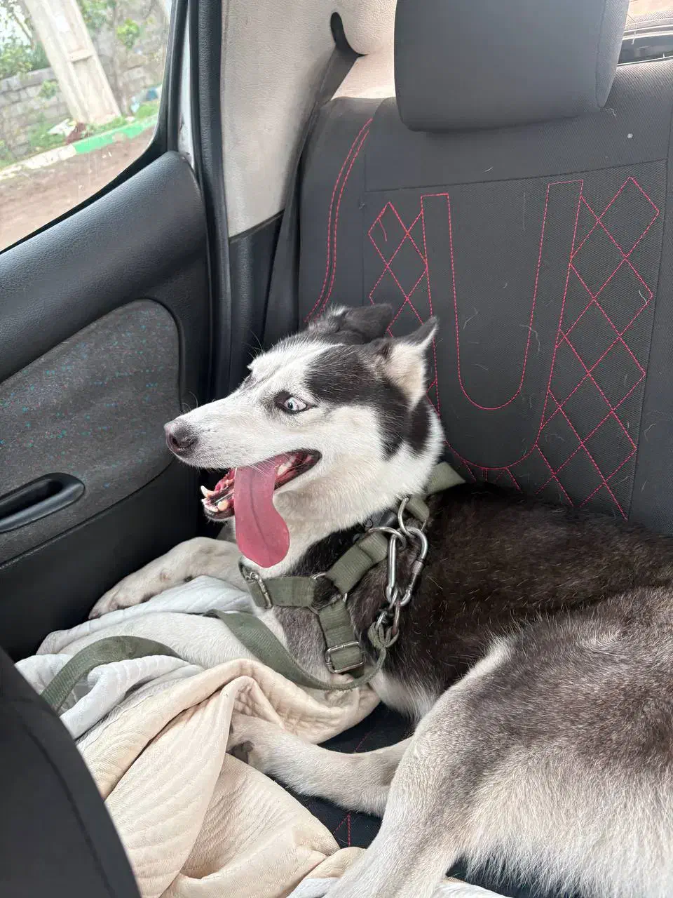 هاسکی گمشده|حیوانات|تهران, اسفندیاری|دیوار