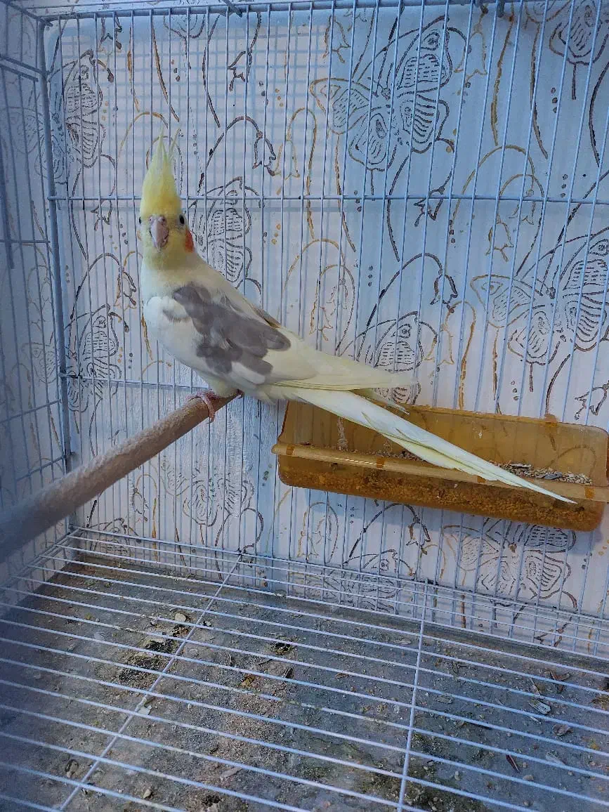 عروس هلندی دوکت لوتینو با تخم وجوجه|پرنده|مشهد, شهرک مهرگان|دیوار