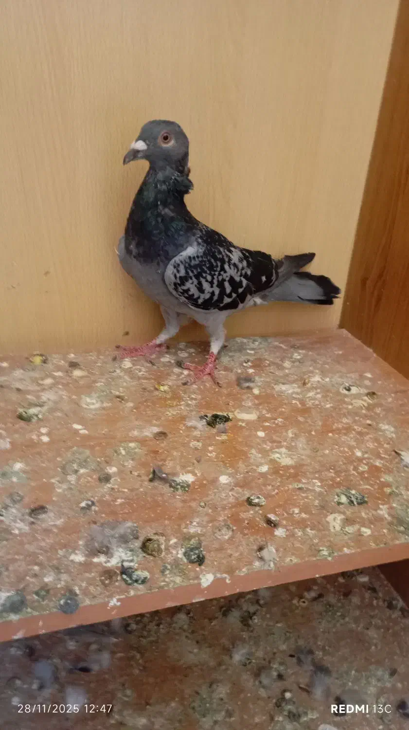 ی عدد کفتر|پرنده|محمدیه-قزوین, |دیوار