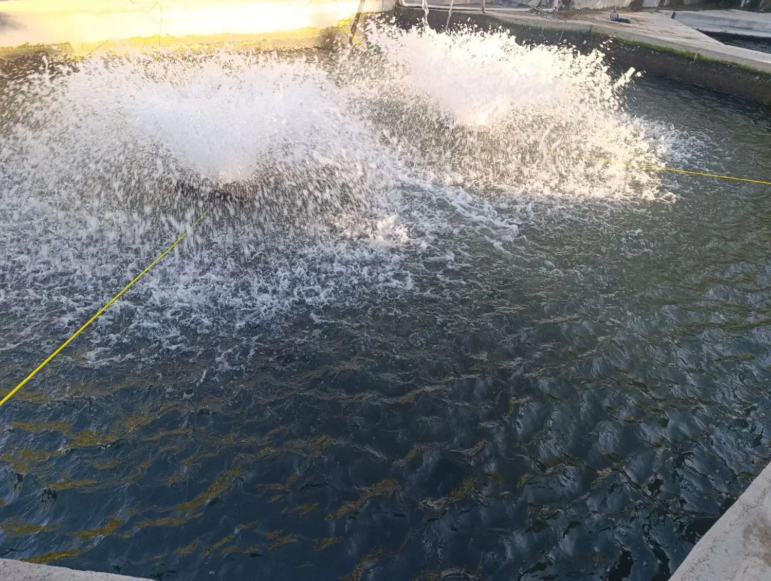 کارگر ساده جهت کار در پرورش ماهی|استخدام صنعتی، فنی، مهندسی|مراغه, |دیوار