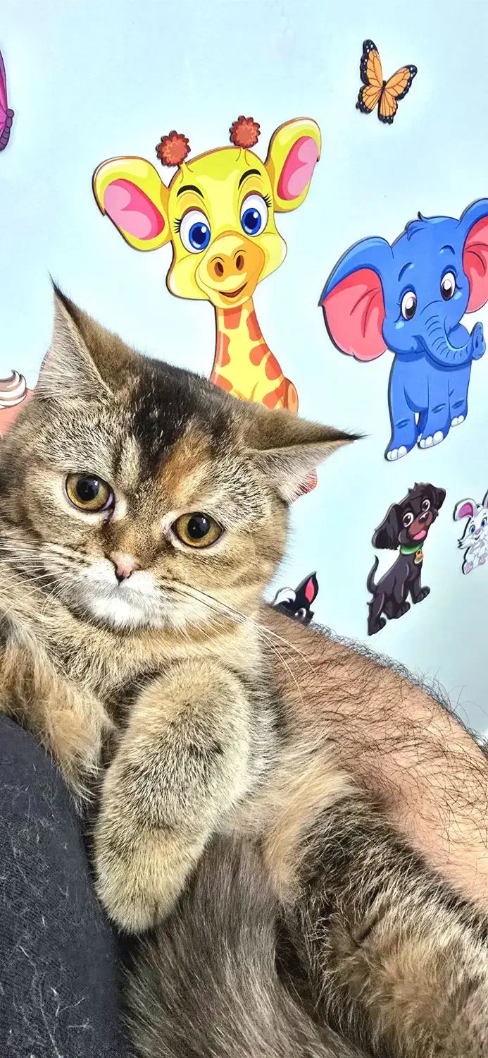 گربه بریتیش بلک گلد|گربه|ارومیه, |دیوار