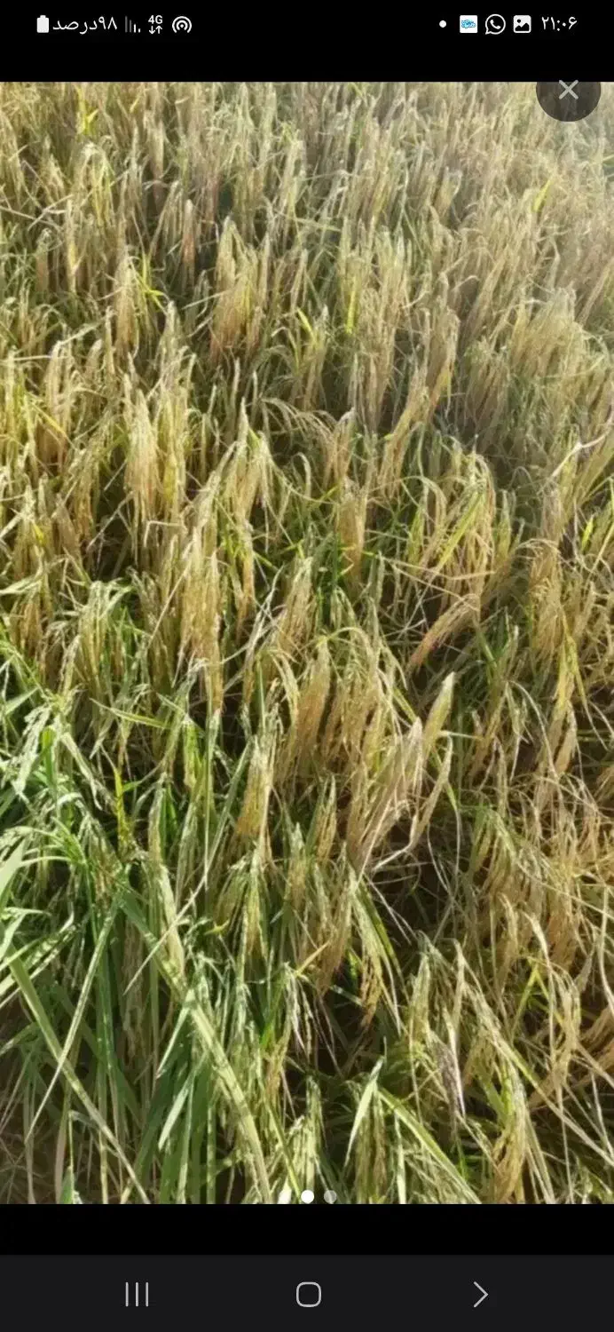 برنج محلی دورود لرستان خوشپخت و خوش عطر|خوردنی و آشامیدنی|پرند, فاز ۰|دیوار