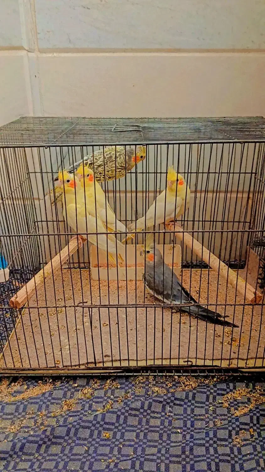 عروس هلندی|پرنده|قم, انصار‌الحسین|دیوار