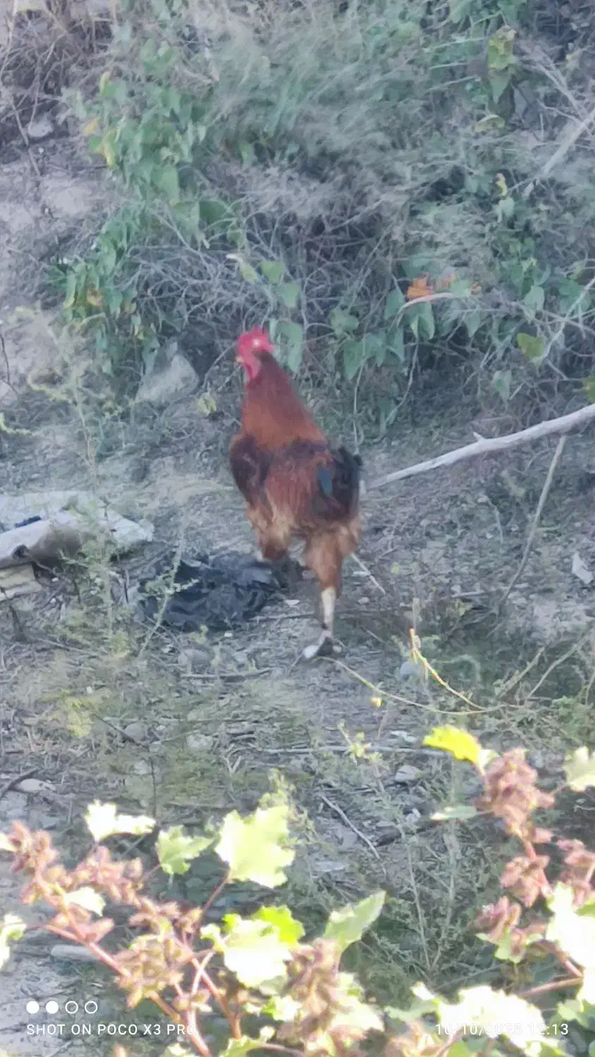 اصلاندوز|پرنده|اصلاندوز, |دیوار