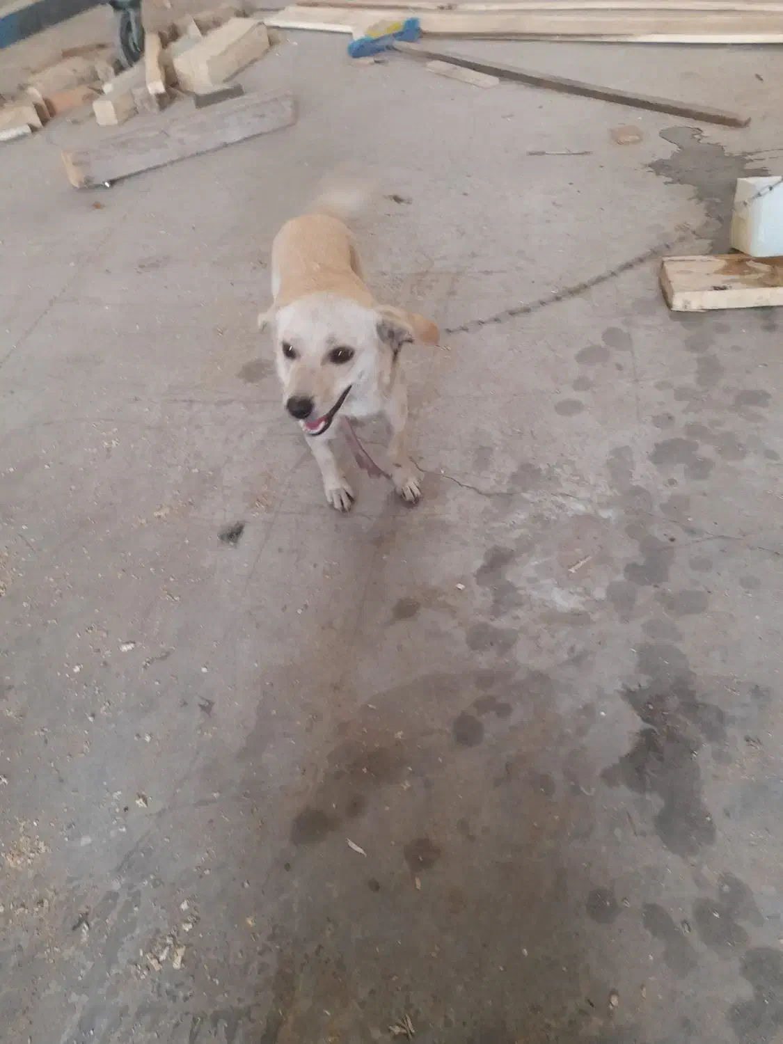 سگ پاکوتاه|سگ|تبریز, |دیوار