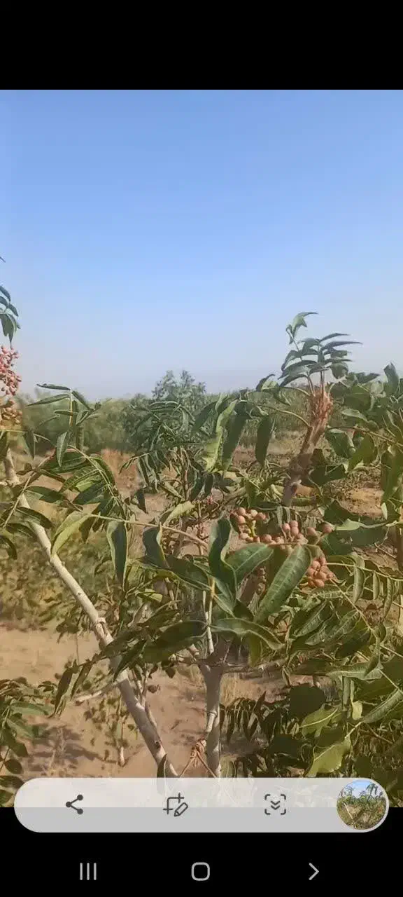 فروش پسته نهال وبذر|گل و گیاه طبیعی|پیر بکران, |دیوار