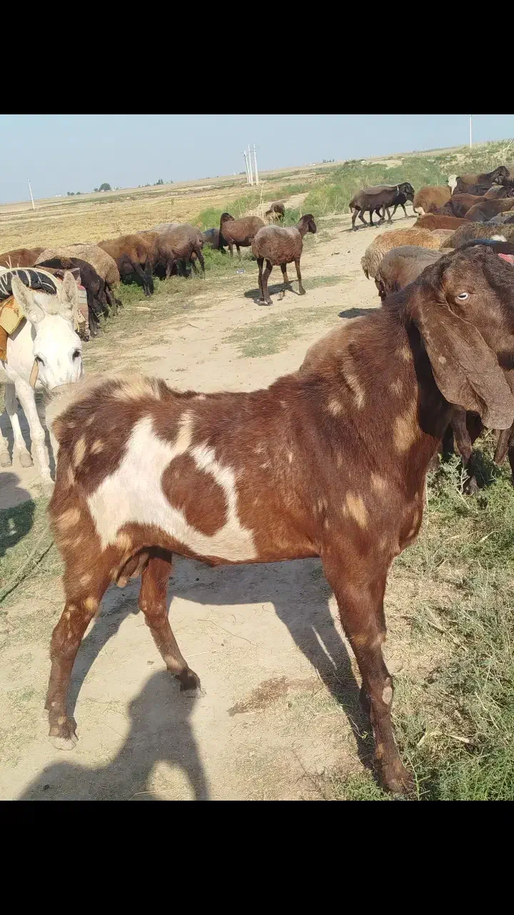 تکه فروشی|حیوانات مزرعه|گنبد کاووس, |دیوار