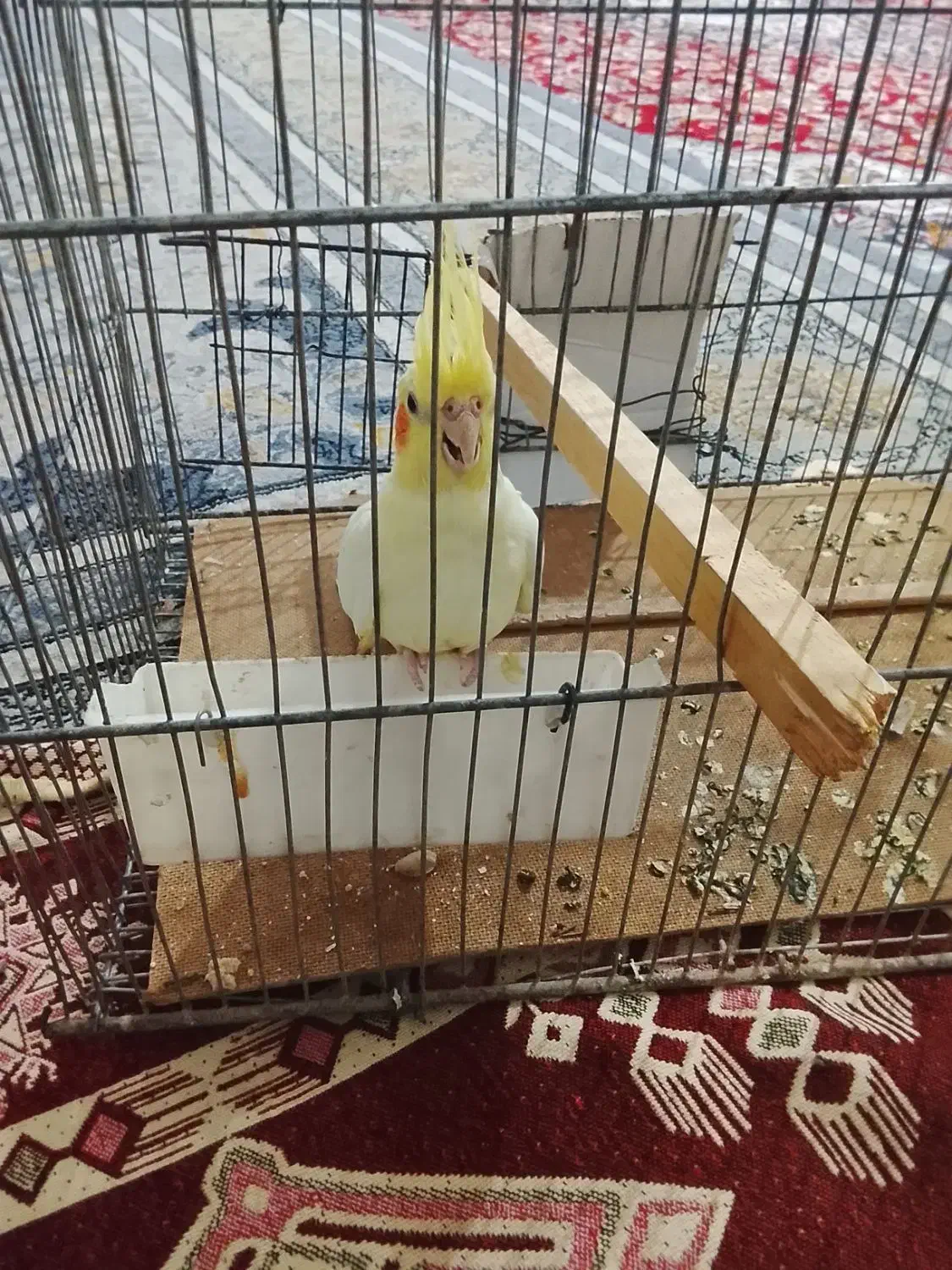 فروش عروس هلندی|پرنده|خواف, |دیوار