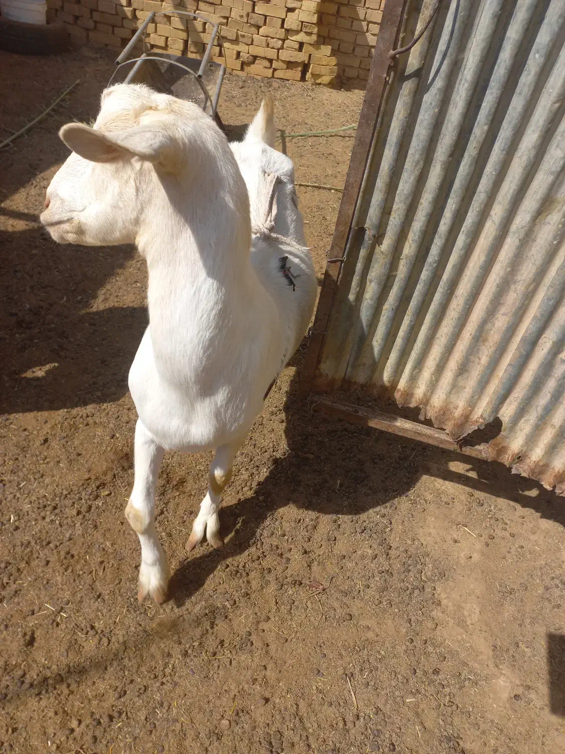 فروش بز دو رگ سانان|حیوانات مزرعه|میبد, |دیوار