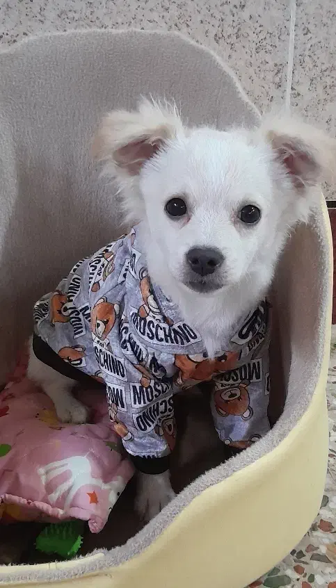 فروش سگ|سگ|شوشتر, |دیوار