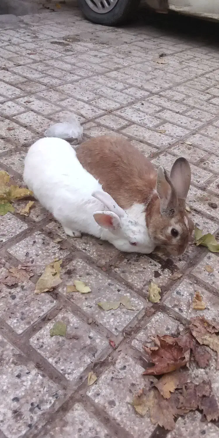 خرگوش|موش و خرگوش|نیشابور, رحمت آباد|دیوار