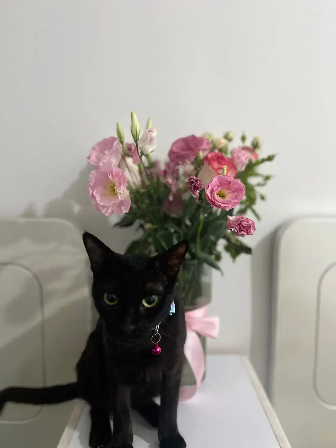 گربه مشکی با قلاده ابی گمشده|حیوانات|اهواز, سیصد دستگاه|دیوار