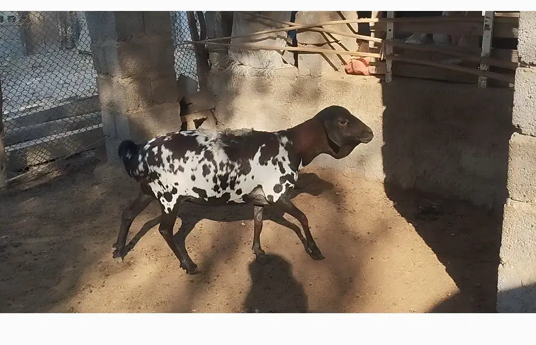 میش سه رنگ|حیوانات مزرعه|بندرلنگه, |دیوار