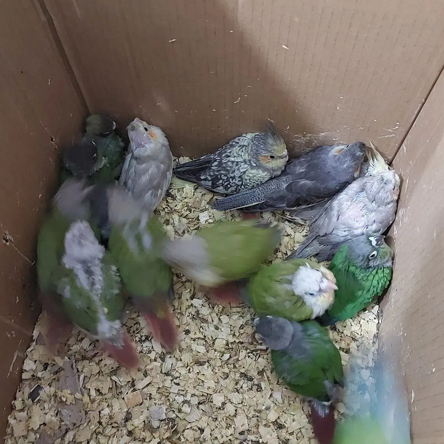 جوجه گرینچیک وعروس هلندی|پرنده|بندر کنگان, |دیوار