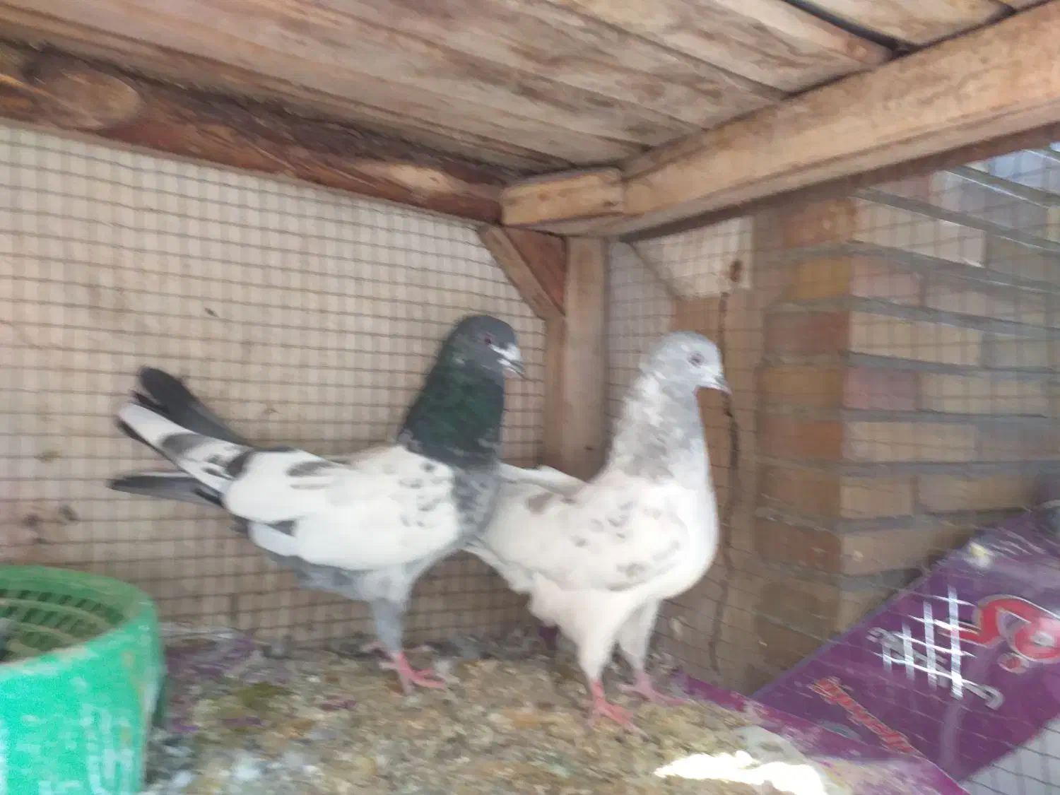 کفتر کله دم سبز و صابونی(الماسی) پرشی|پرنده|فولادشهر, A4|دیوار