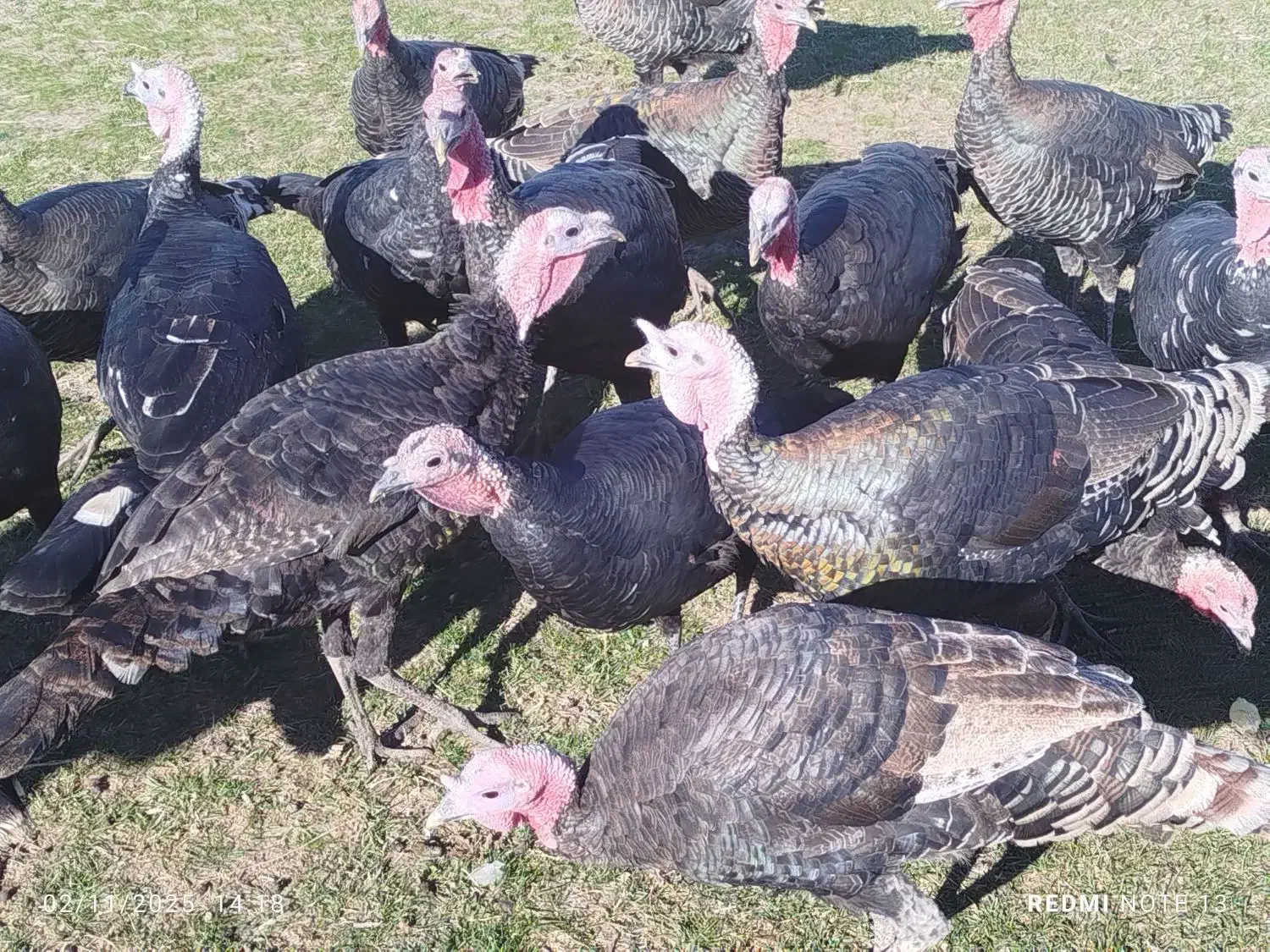 فروش بوقلمون|حیوانات مزرعه|چالدران, |دیوار