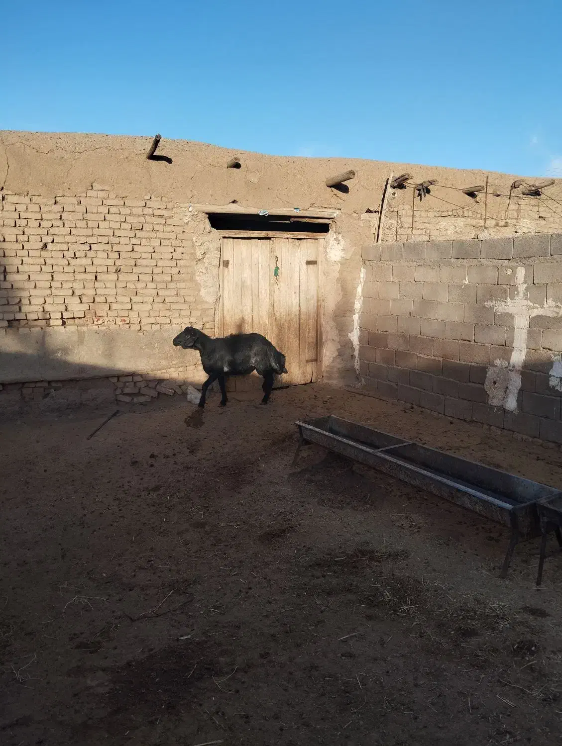 یک راس قوچ و یک بره قوچ درجه یک|حیوانات مزرعه|سبزوار, شرق کال میانی|دیوار