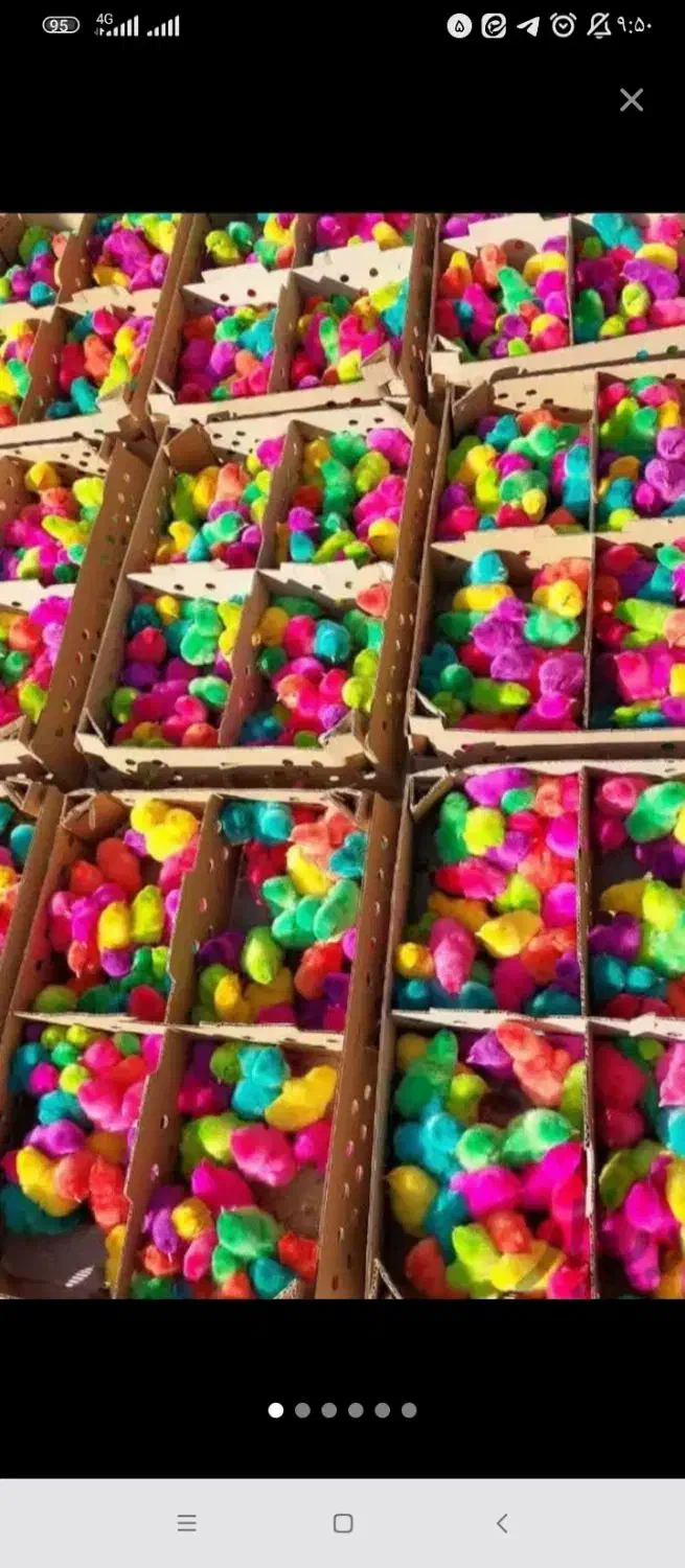 جوجه رنگی|حیوانات مزرعه|مشهد, پورسینا|دیوار