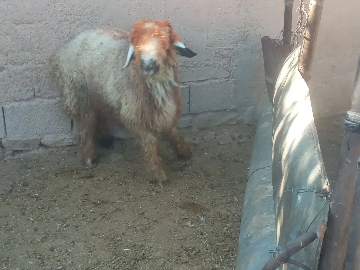 یک راس کوه تخمی|حیوانات مزرعه|اندیکا, |دیوار