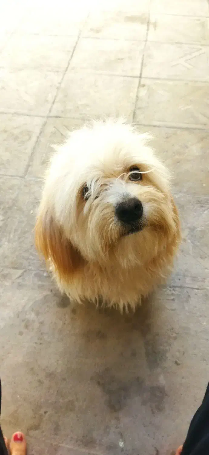 گم شده|سگ|بم, |دیوار