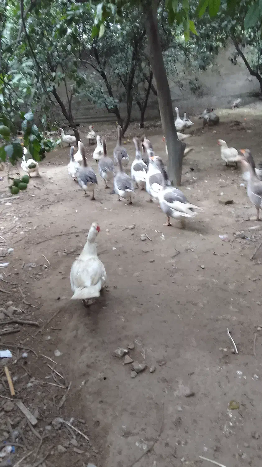 شب یلدا ،اردک و غاز سفید|حیوانات مزرعه|قائمشهر, |دیوار