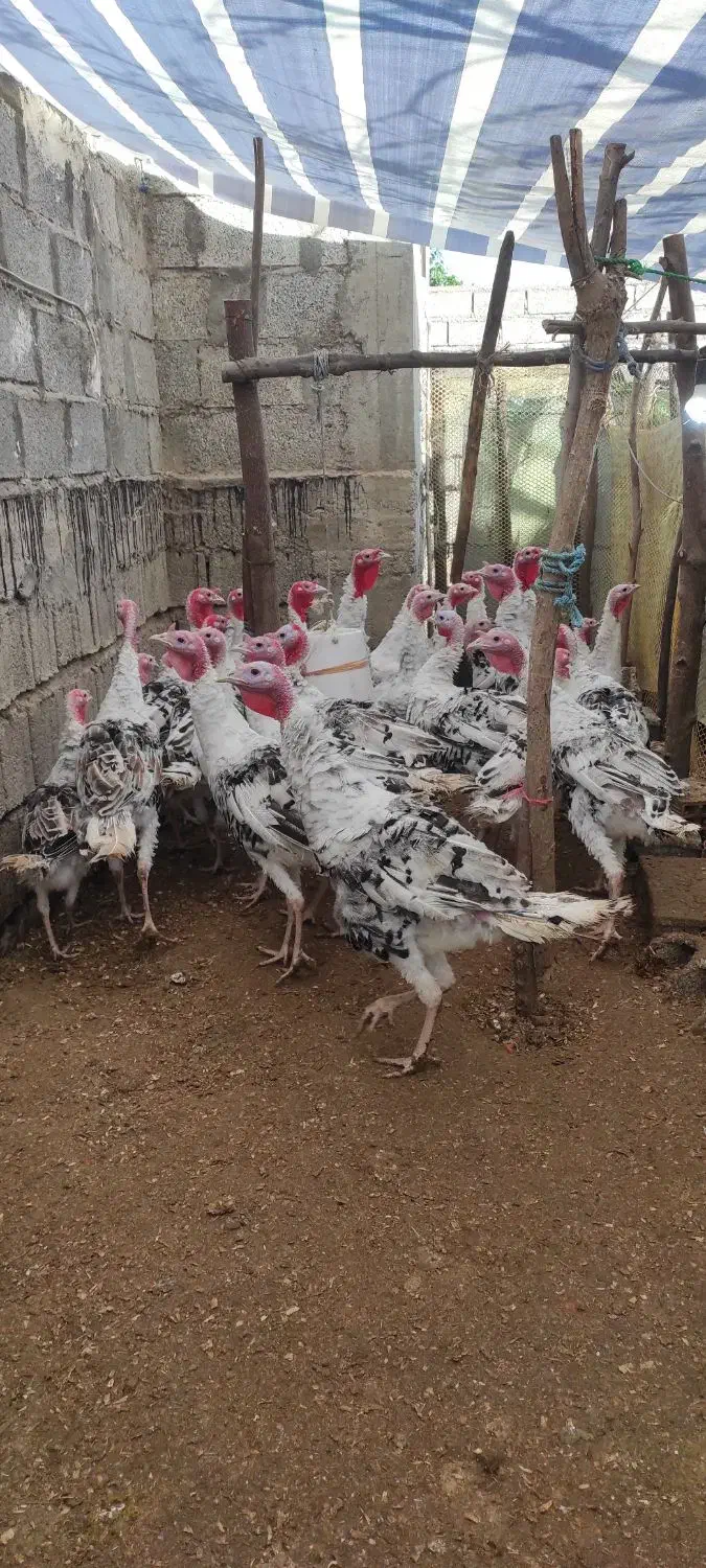 بوقلمون نروماده|حیوانات مزرعه|رودسر, |دیوار