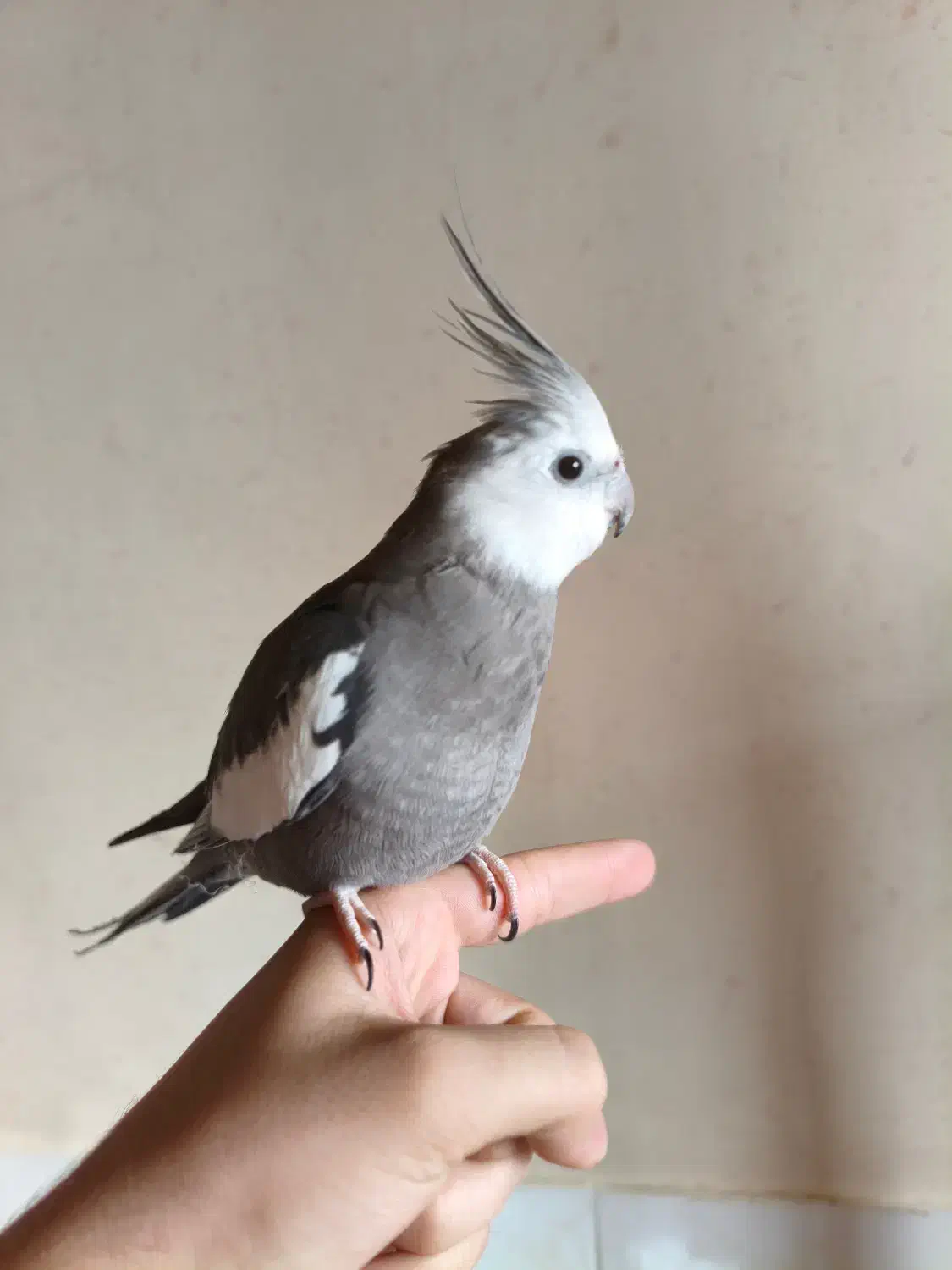 عروس هلندی|پرنده|بروجن, |دیوار