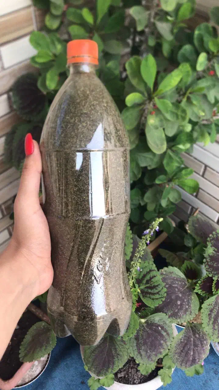 نعناع خشک آبغوره|خوردنی و آشامیدنی|بندر گز, |دیوار