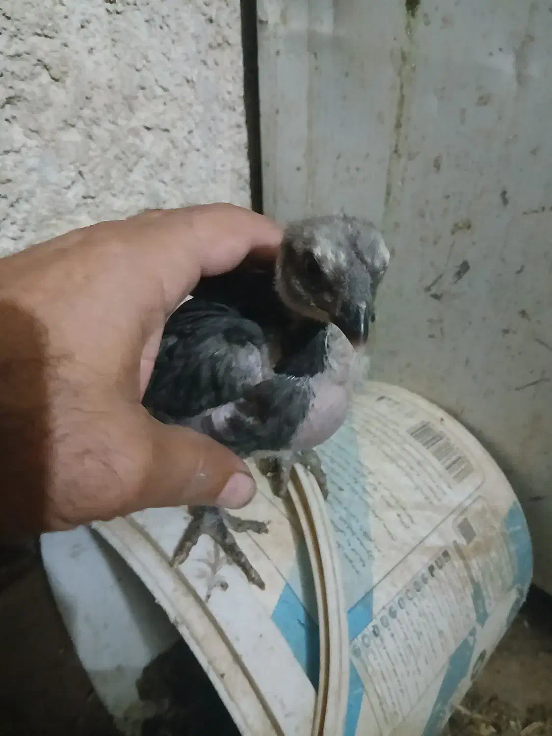 جوجه لاری|حیوانات مزرعه|شیراز, کوشک میدان|دیوار