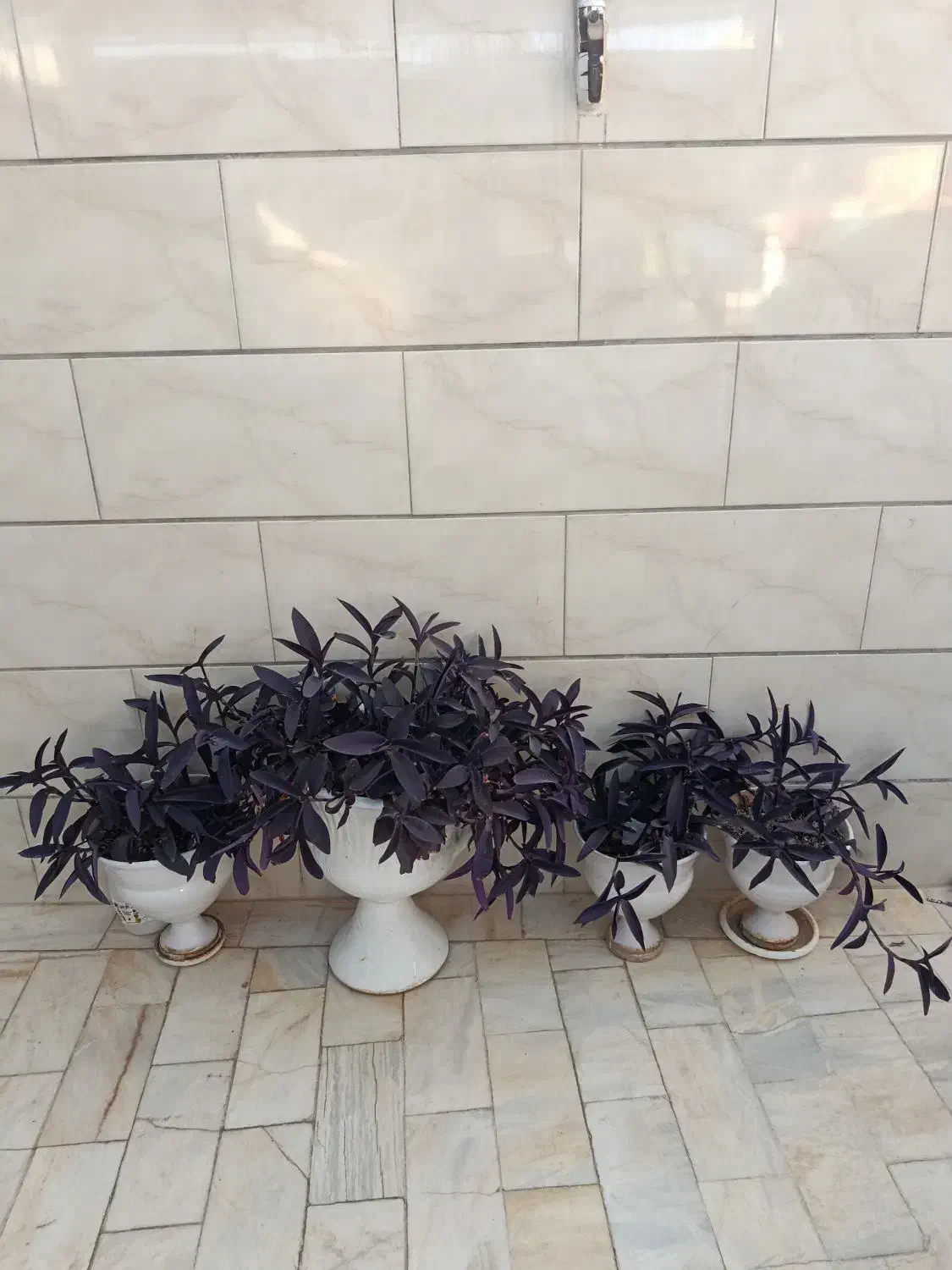 گلدون پراز گل بنفشه|گل و گیاه طبیعی|اردکان, |دیوار