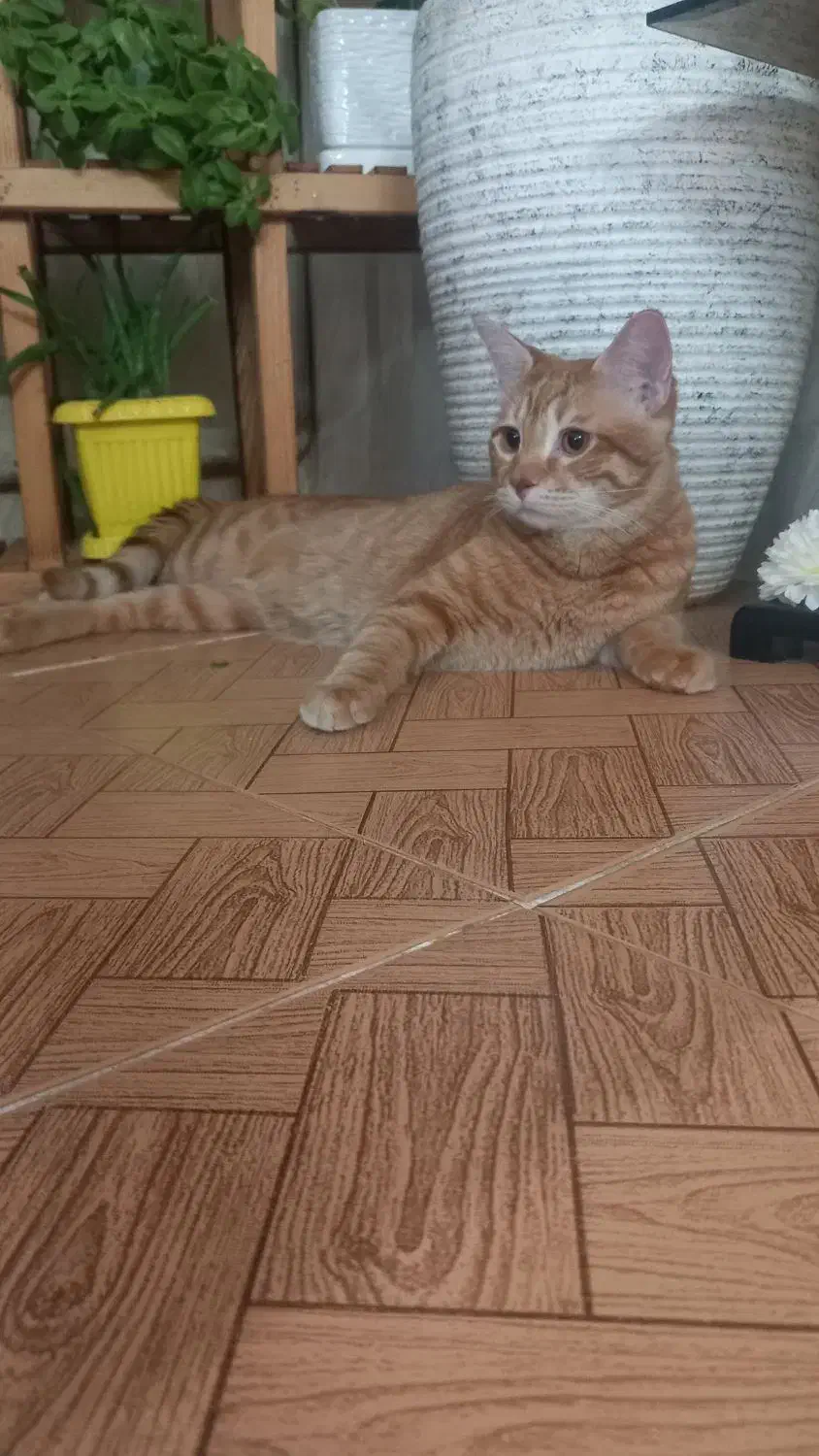 گربه|گربه|شهریار, شهریار|دیوار