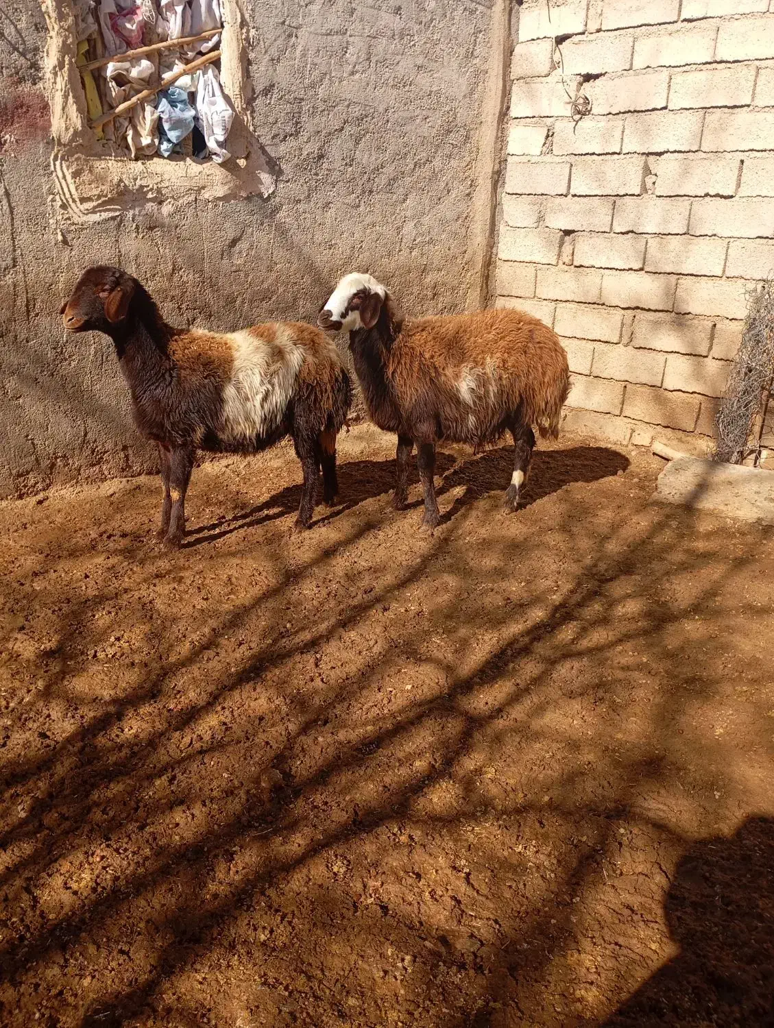 گوسفند|حیوانات مزرعه|بیرانوند, |دیوار