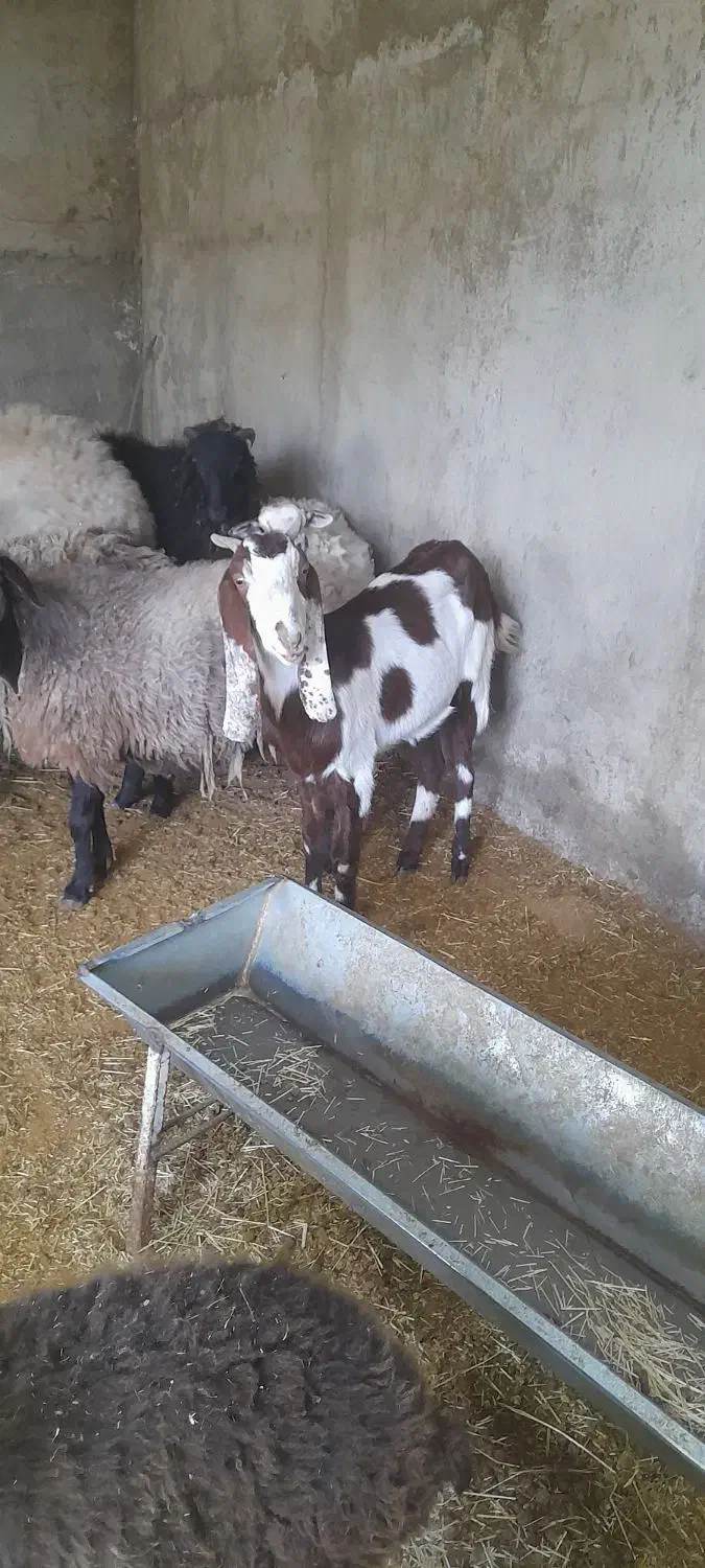 گوسفند بره بز پاکستانی قوچ شال رومانوف یکجا|حیوانات مزرعه|سرخه حصار, |دیوار