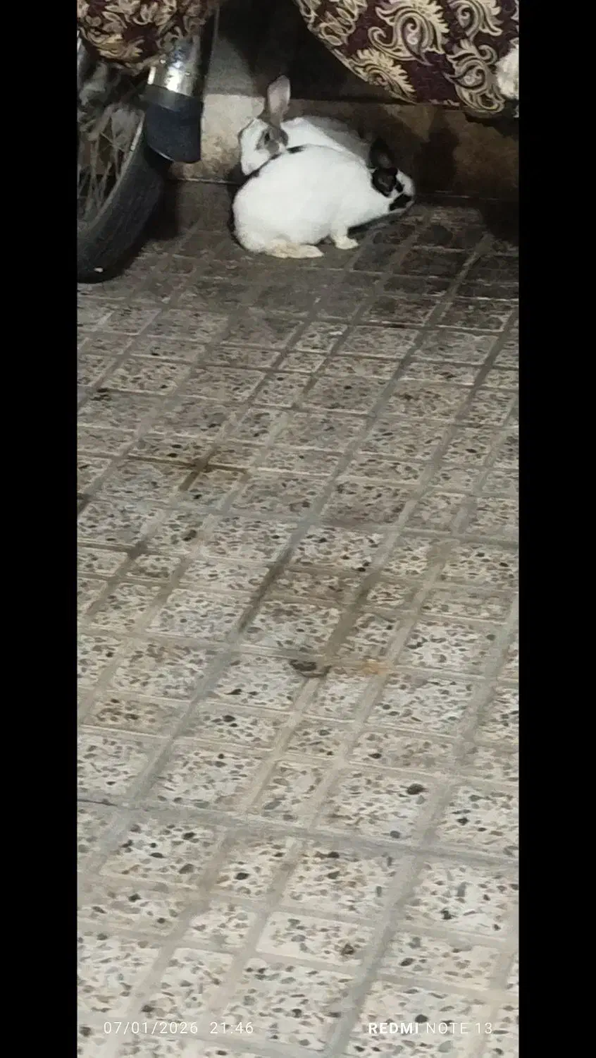 خرگوش نر وماده|موش و خرگوش|مشهد, فاطمیه|دیوار