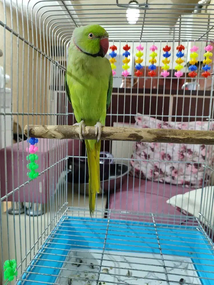 طوطی ملنگو|پرنده|ری, شهید غیوری (ابن باویه)|دیوار