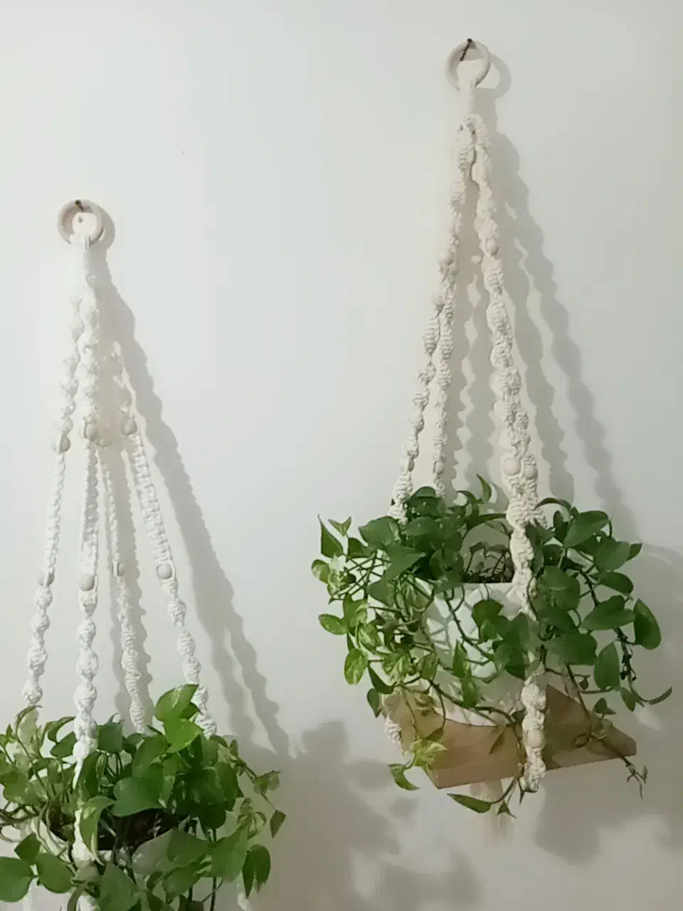 اویزگلدان|گل و گیاه طبیعی|رشت, انصاری|دیوار