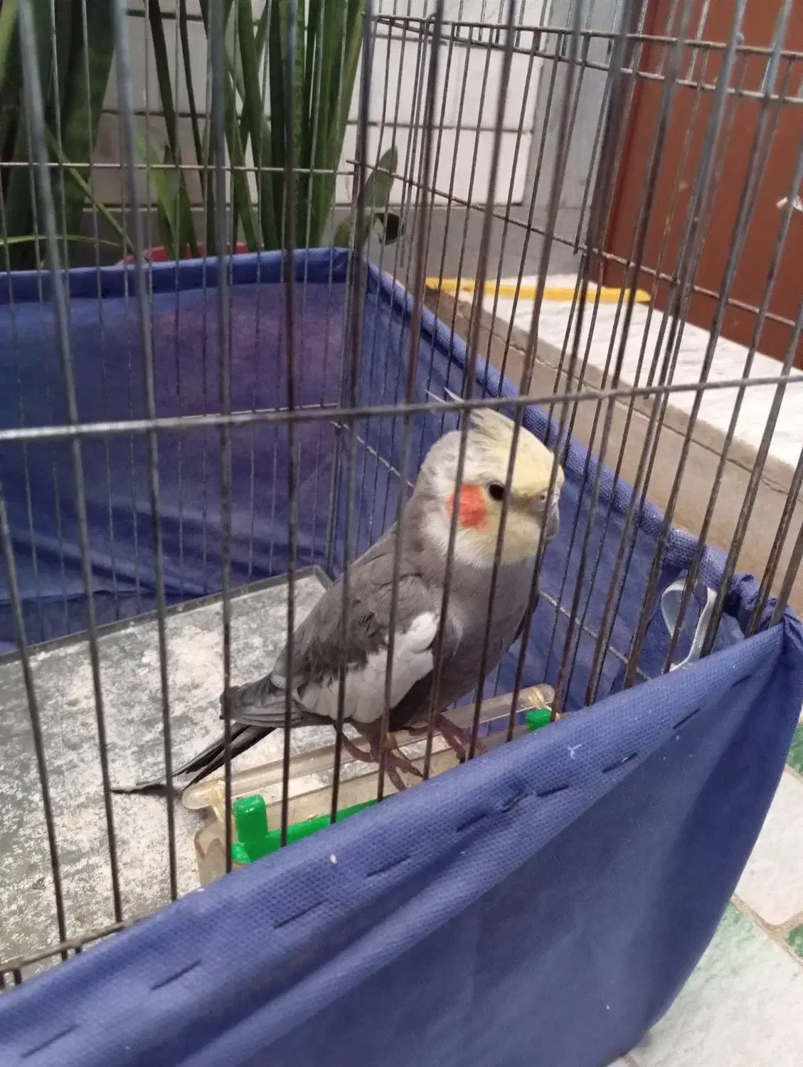 عروس هلندی|پرنده|تربتحیدریه, شهرک ولیعصر|دیوار