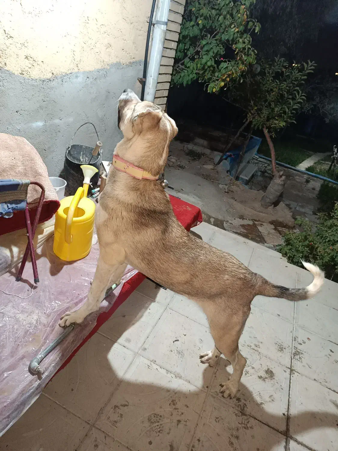 *گمشده* *توله سگ گمشده*|حیوانات|تبریز, |دیوار