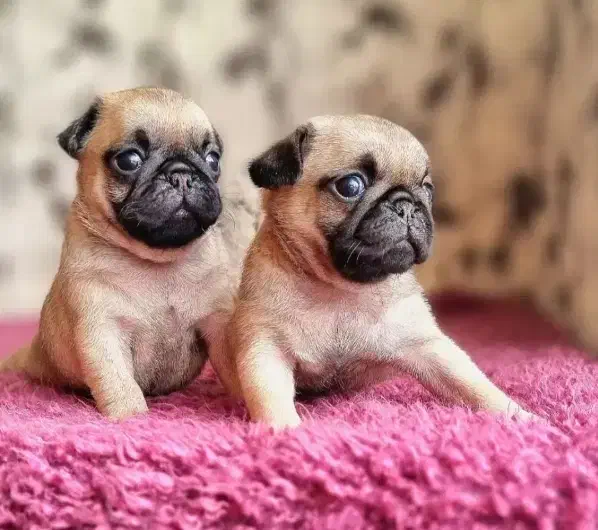 سگ پاگ|سگ|اشکذر, |دیوار