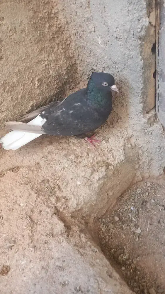 کفتر|پرنده|کامفیروز, |دیوار