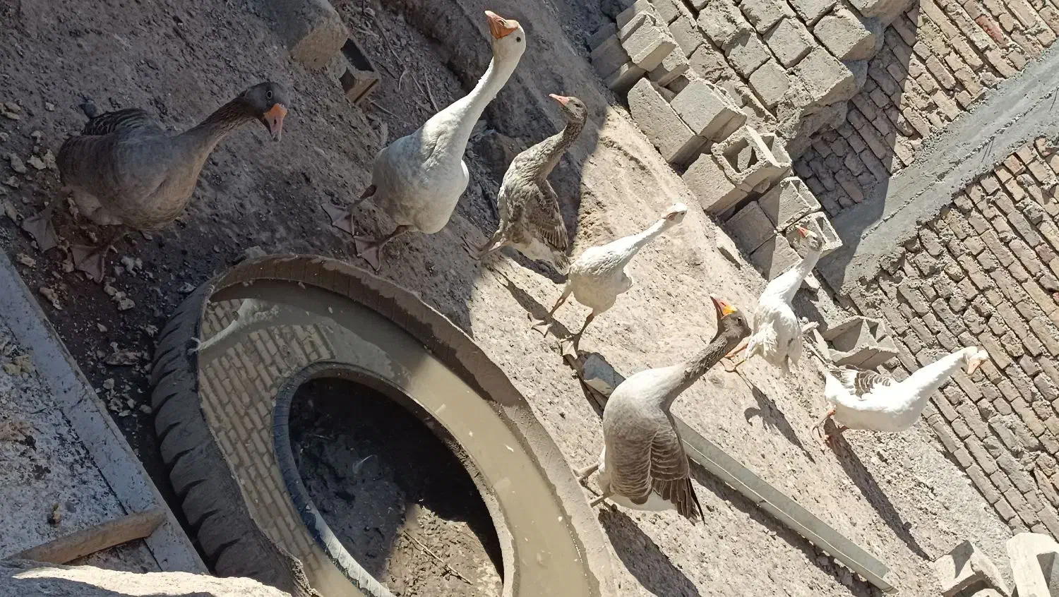 غاز|حیوانات مزرعه|مشگین شهر, |دیوار