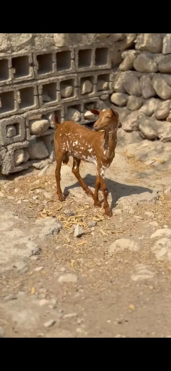 ماده کوچک و بزرگ|حیوانات مزرعه|نائین, |دیوار