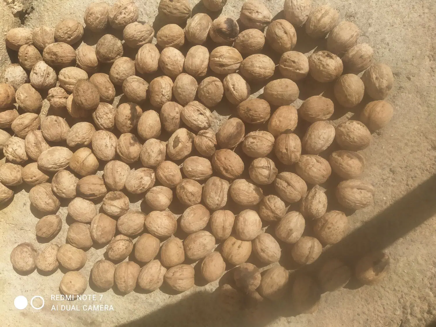 گردو|خوردنی و آشامیدنی|شاهین دژ, |دیوار
