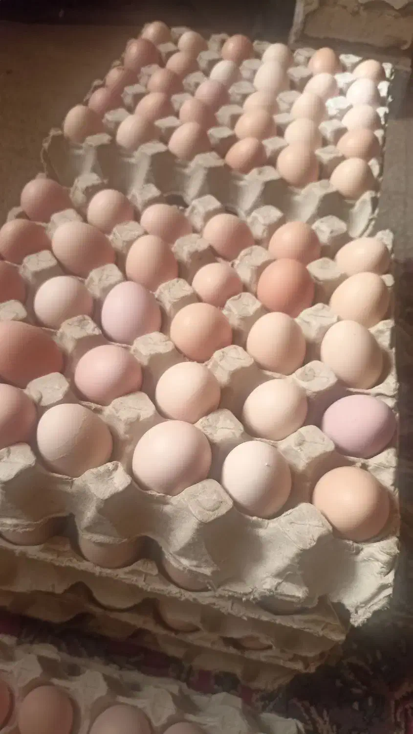 تخم مرغ گلپایگانی|خوردنی و آشامیدنی|نیشابور, گنبد سبز|دیوار