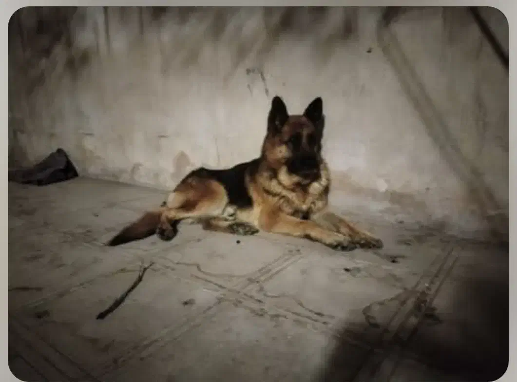 ژرمن شپرد کینگ نر ورک لاین مولداصیل|سگ|مشهد, فدک|دیوار